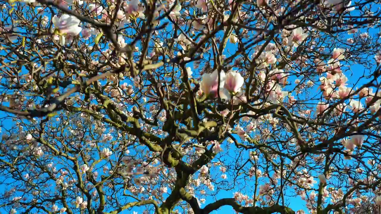 Pink and white magnolia blossoms on branches against blue sky. Close-up of saucer magnolia flowers blooming on deciduous branches.