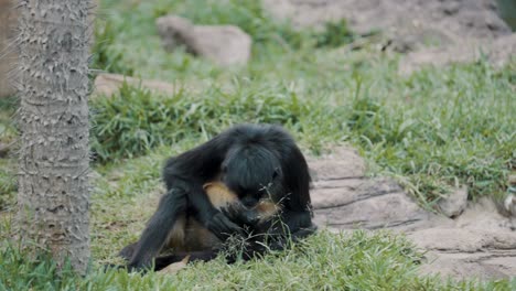 geoffroy's spider monkey sitting alone on the grass