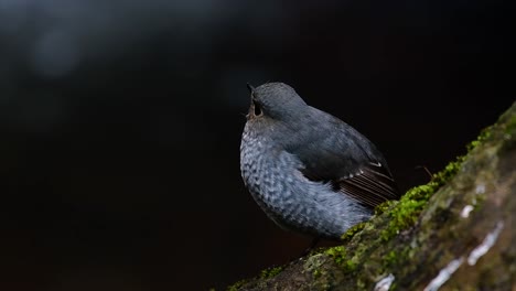 Dieser-Weibliche-Rotschwänzchen-Ist-Nicht-So-Farbenfroh-Wie-Das-Männchen,-Aber-Sicher-So-Flauschig-Wie-Ein-Knäuel-Eines-Niedlichen-Vogels