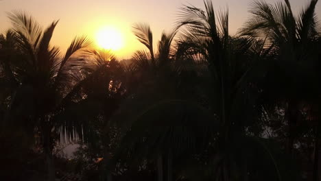 Aerial-fly-over-palm-trees-to-reveal-boat-filled-harbor-and-sunrise