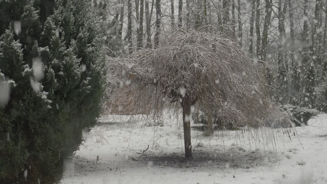 올 겨울 눈이 미친듯이 내리고 있다