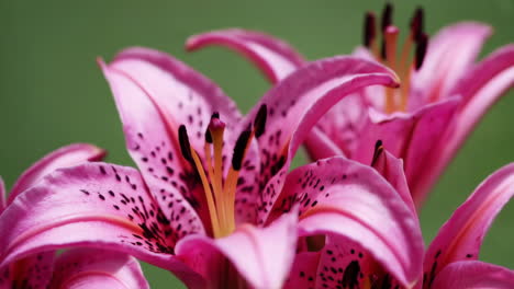 close-up of pink spotted lily