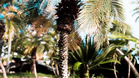 Palmeras-Y-Plantas-Tropicales-En-Un-Día-Soleado