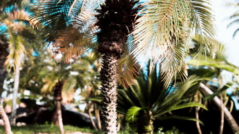 palmeras y plantas tropicales en un día soleado