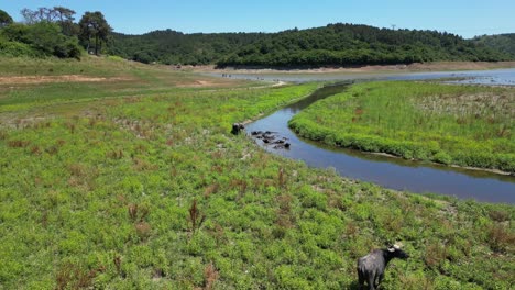 Aerial-rear-view-tracking-follows-water-buffalo-ox-bathing-on-the-riverside