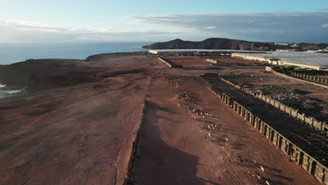 Serenidad-Aérea-En-Gran-Canaria:-Rebaño-De-Ovejas-Y-Cabras-Al-Atardecer