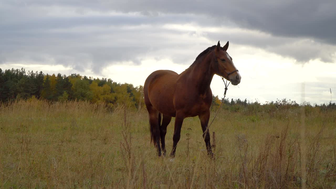 los caballos en el prado de otoño