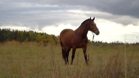 the horses on the autumn meadow