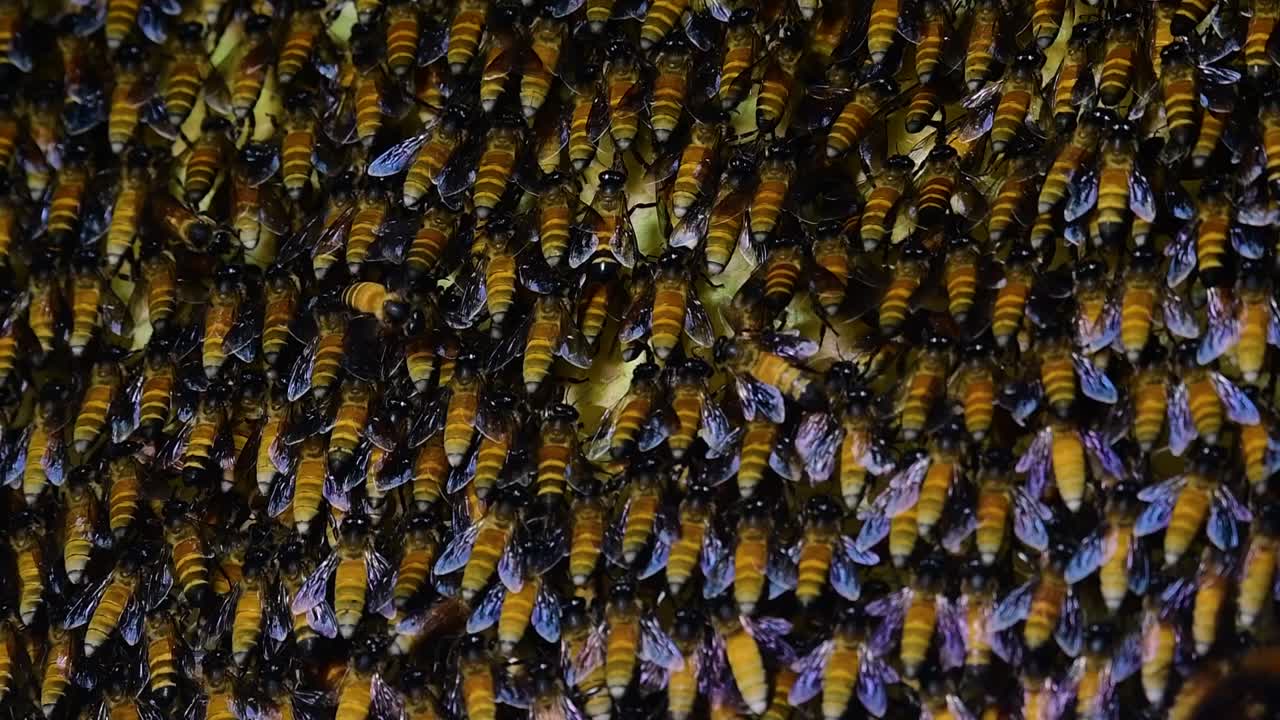 se sabe que las abejas melíferas gigantes construyen grandes colonias de nidos con bolsillos simétricos hechos de cera para almacenar miel como fuente de alimento.