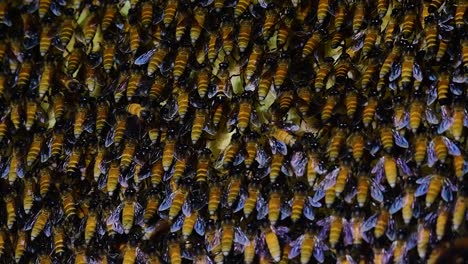 Se-Sabe-Que-Las-Abejas-Melíferas-Gigantes-Construyen-Grandes-Colonias-De-Nidos-Con-Bolsillos-Simétricos-Hechos-De-Cera-Para-Almacenar-Miel-Como-Fuente-De-Alimento.