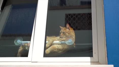 A-delicious-cat-lying-on-a-curtain-rod,-catching-the-sun