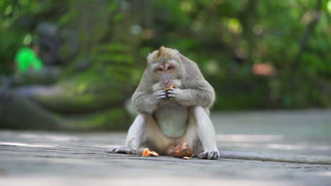 monkey in bali eating in jungle