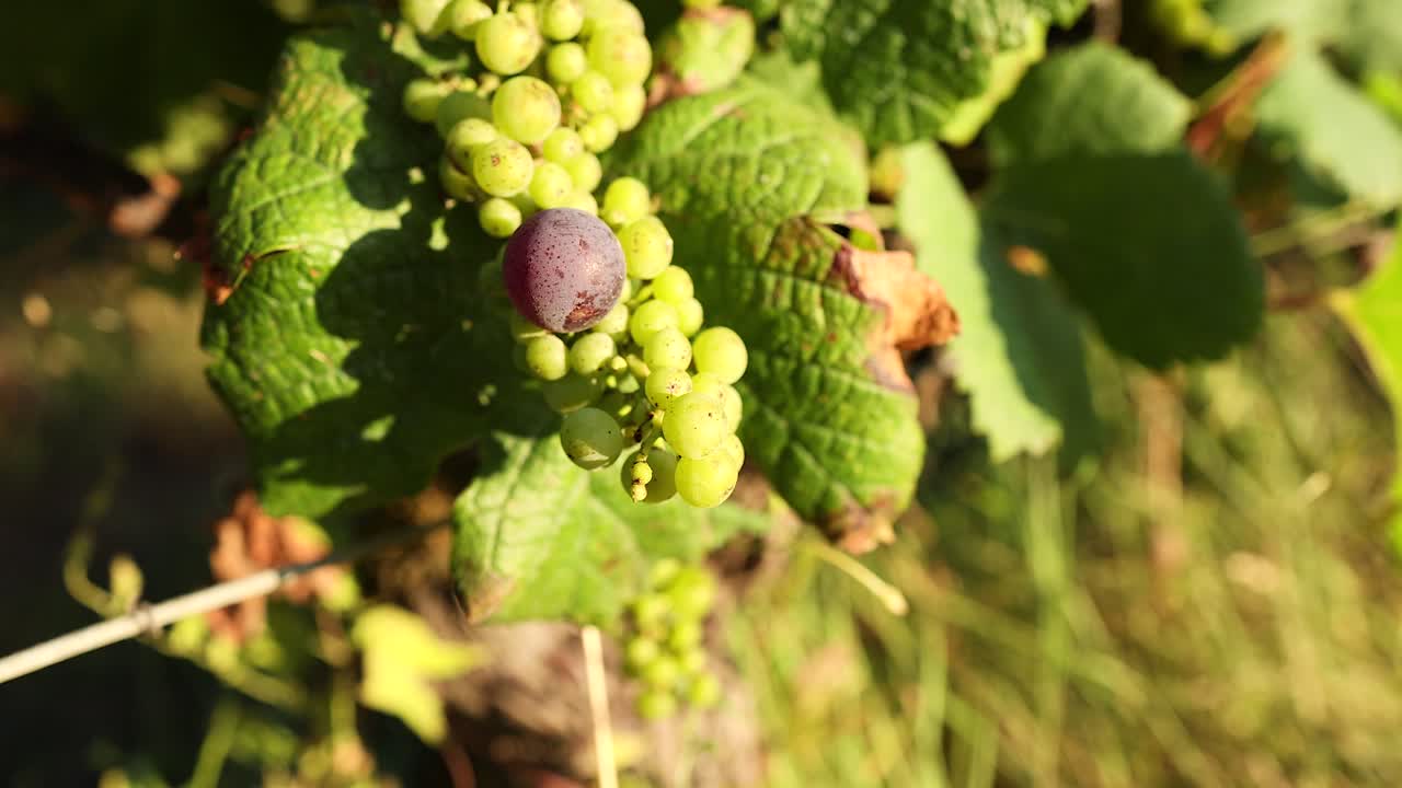 포도 에서 색 을 바꾸는 포도