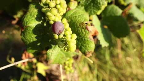 las uvas cambian de color en un viñedo