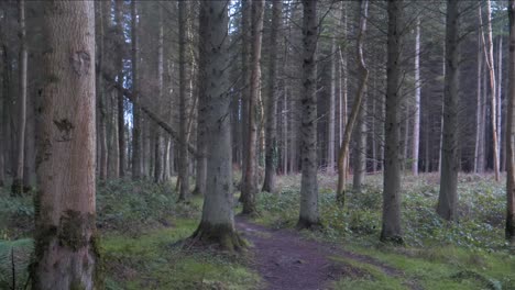 toma de steadicam moviéndose a través del parque forestal pasando árboles