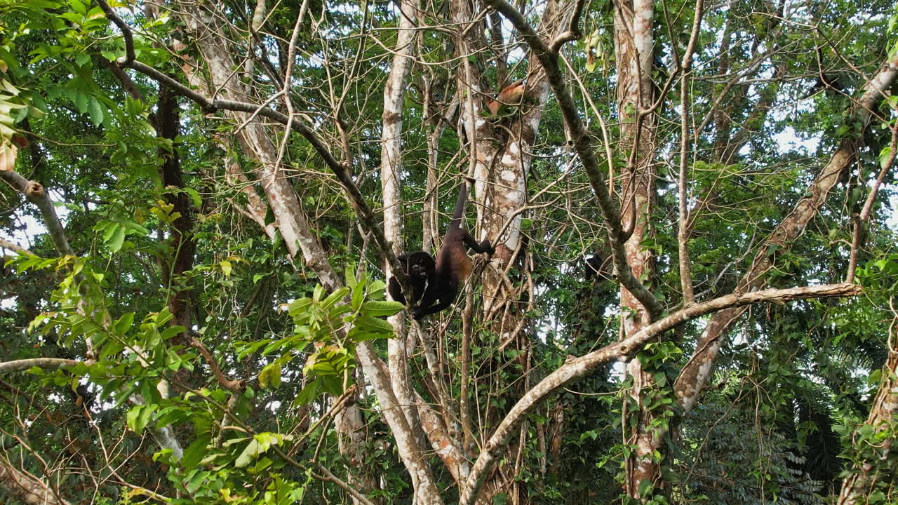 ателес геофрой, акробаты с вершин деревьев дикой природы коста-рики.