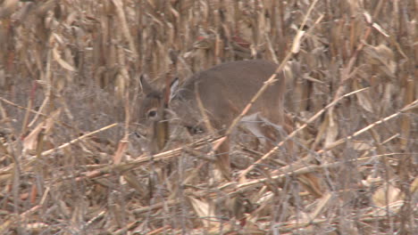 a young deer in a corn field