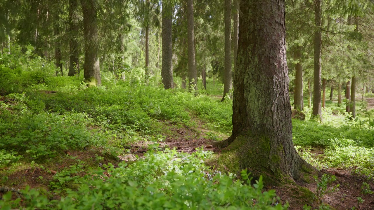 Una tranquilla scena di foresta con alberi alti e un sottobosco verde lussureggiante. Ideale per documentari sulla natura o sfondi sereni