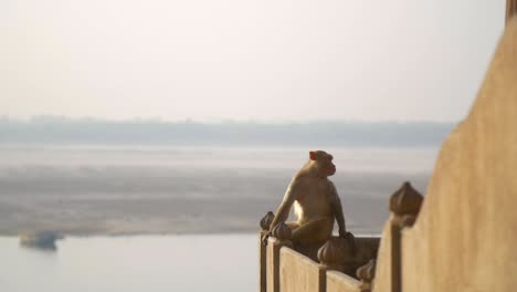 reveal shot of a monkey by a river in india