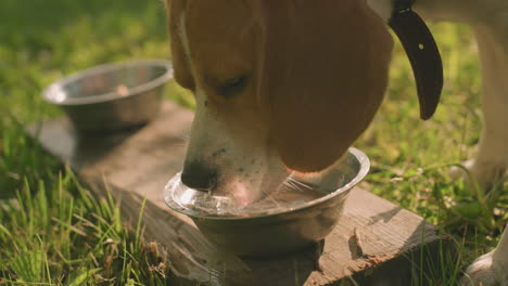 close up of dog drinking water from metal bowl placed on wood with nails in grassy field as water splashes on wood, with another bowl nearby under sunlight