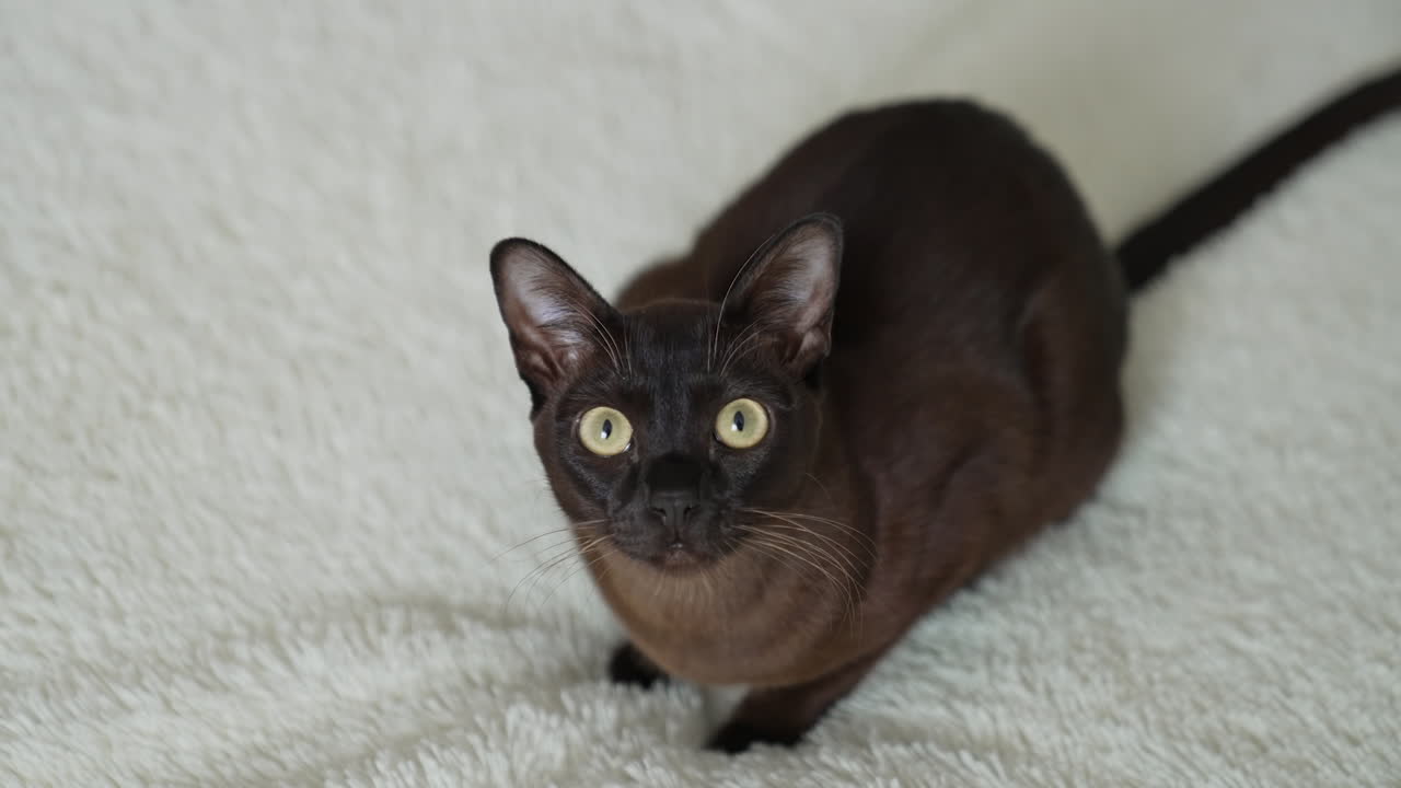 Black cat sitting on white bed and watching attentively in the camera. Black kitty with big yellow eyes on the warm blanket. Closeup to the camera a cute black cat.