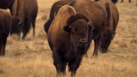 Manada-De-Bisontes-Americanos-En-El-Refugio-Nacional-De-Vida-Silvestre-Del-Arsenal-De-Las-Montañas-Rocosas