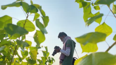 frog perspective footage of asian photographer taking sunset photos through green leaves