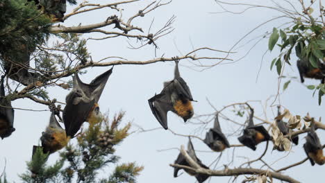 SLOW-MOTION,-Flying-Fox-Hangs-Upside-Down-On-A-Branch