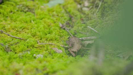 green forest in the morning with moss