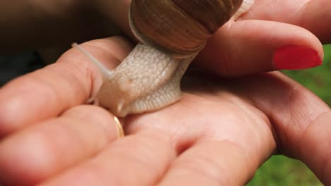 Close-up-a-of-a-large-snail-with-eyes-extended-crawling-between-a-woman’s-hands