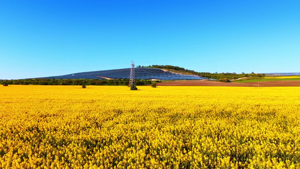 澄み切った空の下、丘の上のソーラーファームを縁取る菜の花畑と電線鉄塔。手前には黄色い菜の花、赤い送電塔、そして濃い色のパネル群。