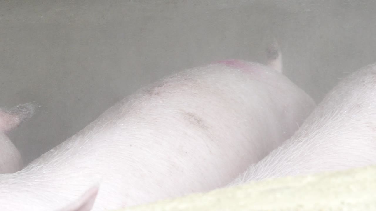 Water spraying from metal pipes on pigs at farm