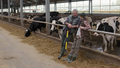 father and son farmers in a dairy cow barn