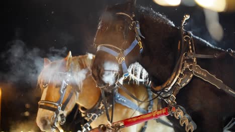 harnessed percheron horses on freezing cold winter night, slow motion of animals and breath vapor