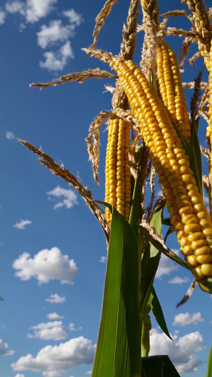 Pannocchie di mais gialle mature che crescono in un campo sotto un cielo blu