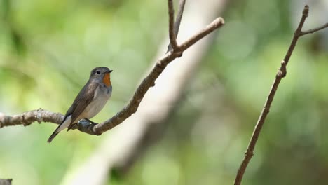 Looking-around-its-surroundings,-a-tiny-Red-throated-Flycatcher,-Ficedula-albicilla-is-perching-on-a-small-branch-of-a-tree-inside-Khao-Yai-National-Park-in-Thailand