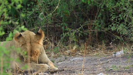 Adolescent-male-African-Lion-with-short-mane-grooms-himself-peacefully