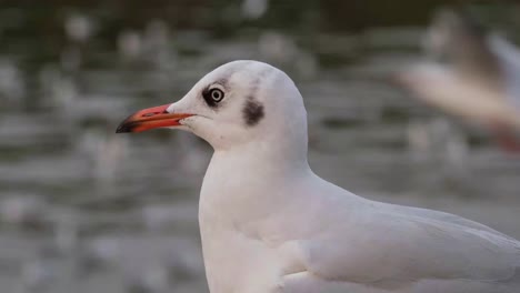 Gaviota-De-Cabeza-Marrón,-Chroicocephalus-Brunnicephalus