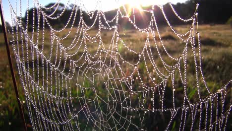 Una-Telaraña-Cubierta-De-Rocío