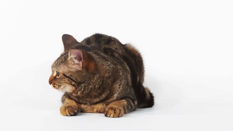 brown tabby domestic cat meowing on white background, real time 4k