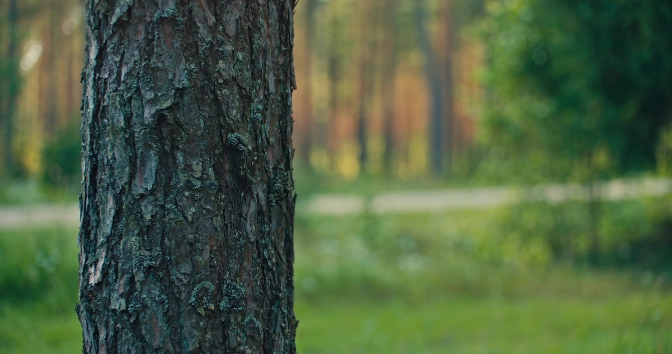 Close Up of textured pine tree bark with a softly blurred forest
background. Shallow depth of field and natural light create a peaceful woodland scene.