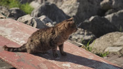 gatto di strada, sdraiato, leccando, pulizia, 4k uhd slowmo