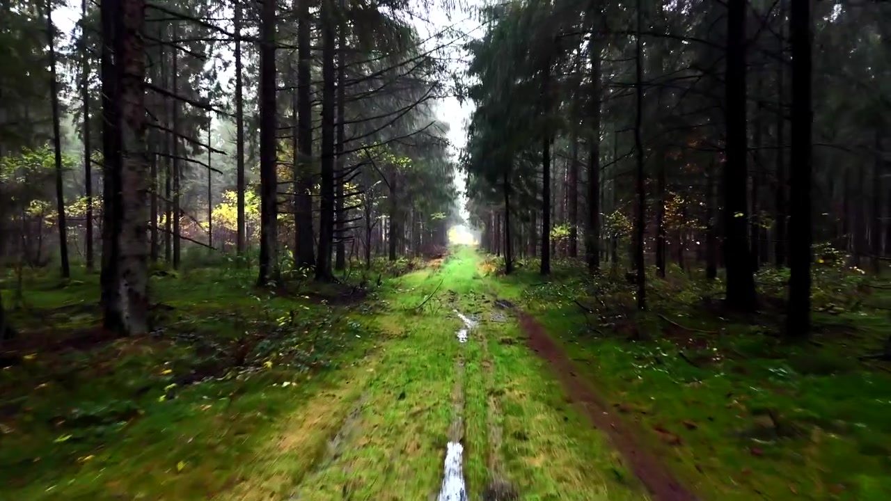 Veduta aerea ravvicinata che si muove lungo un sentiero fangoso nel bosco in autunno