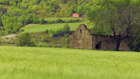 campo de trigo soplado por el viento con ruina antigua