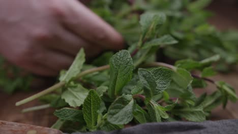 close up slider shot of a man choosing some fresh spearmint in the kitchen with a knife kept nearby