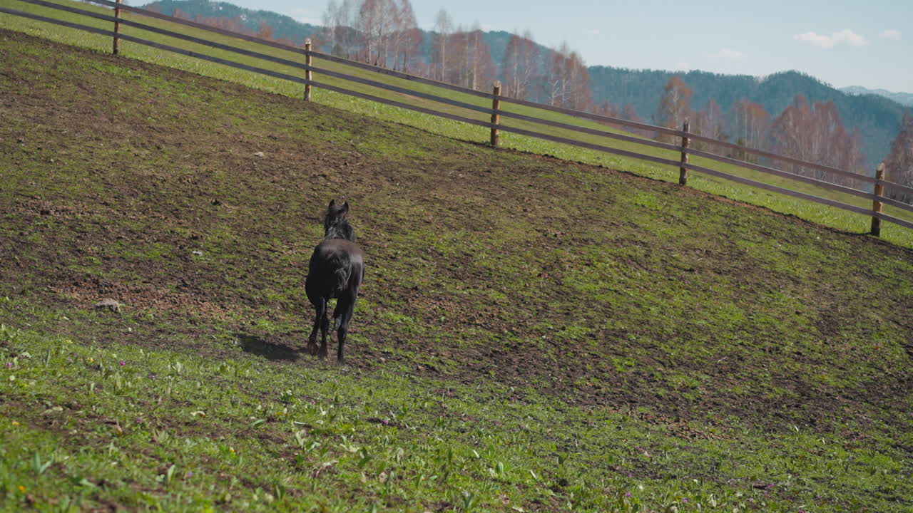 Cavallo nero giocoso corre con la coda ondeggiante lungo un ampio paddock