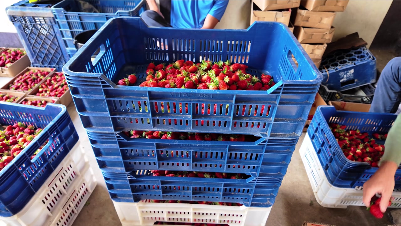tilt down revealing a high column of industrial blue and white boxes packed with ripe strawberries at a wholesale agricultural facility.