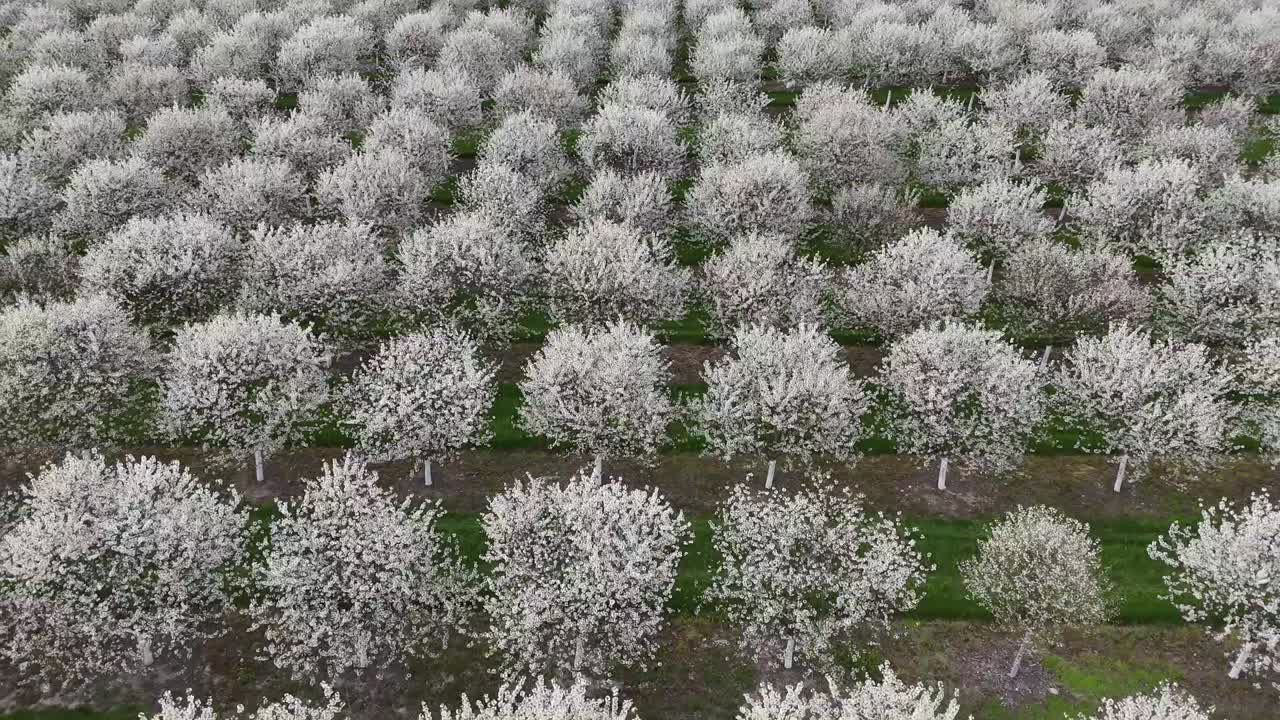 I ciliegeti a Door County, Wisconsin, sono in piena fioritura ogni primavera