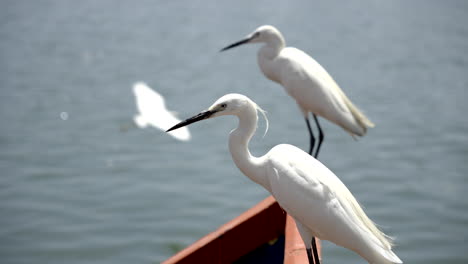 pájaros grullas de pie cerca del lago