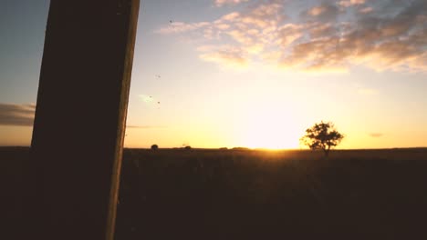 sonnenaufgang oder sonnenuntergang über einem feld